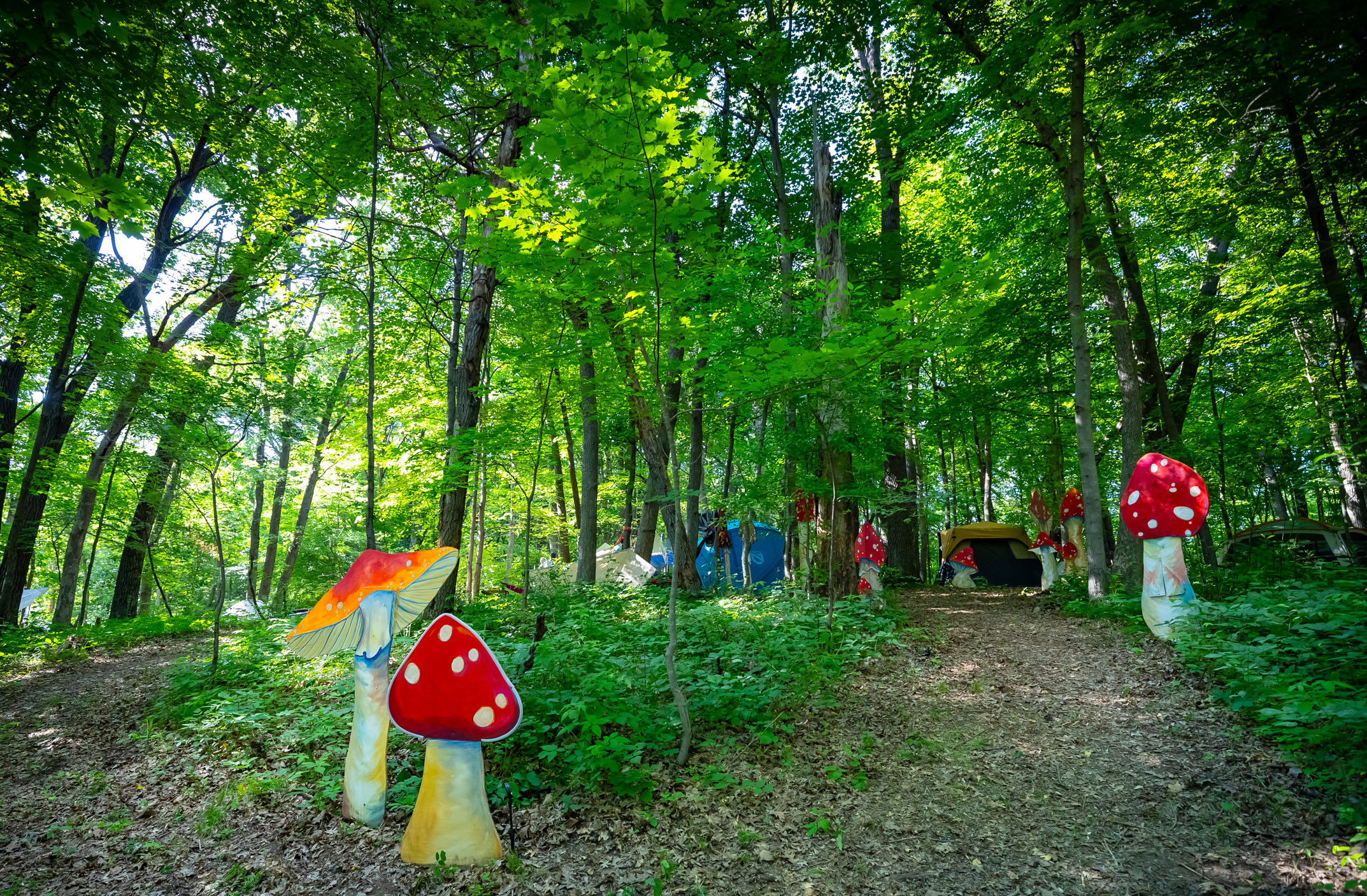Mushroom Circle